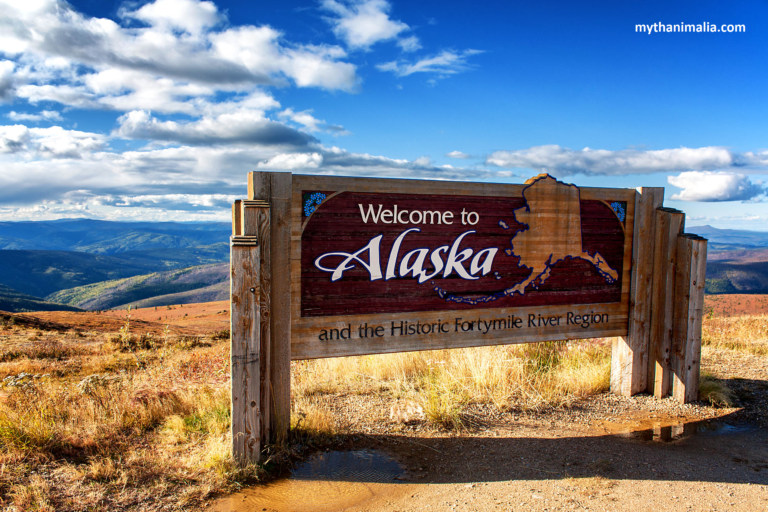 Alaska Wildlife, Dive into the significance and habits of Alaska's bald eagles. Explore eco-conscious ways to experience.