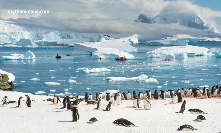 Antarctica Wildlife species of penguins inhabiting Antarctica and learn interesting facts about their habitats, and behaviors.