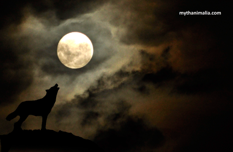 Nocturnal Wildlife, Discover the diversity of nocturnal mammals and their intriguing behaviors. Learn about their habitats and survival tactics in the dark.