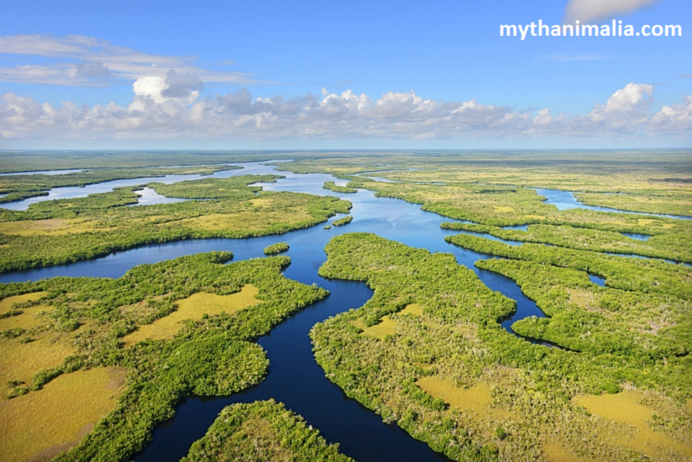 Wetland Wildlife, often overlooked gems of nature, plays a crucial role in maintaining ecological balance.