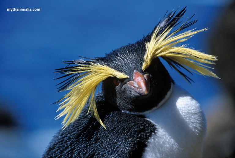 Explore the current population status of Macaroni Penguin Bird Species and understand the factors influencing their numbers.