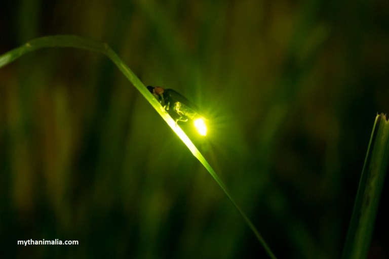 Welcome to Tiny Smallest Wildlife, From intricate insects to diminutive mammals, Meet the Smallest Vertebrate on Earth.