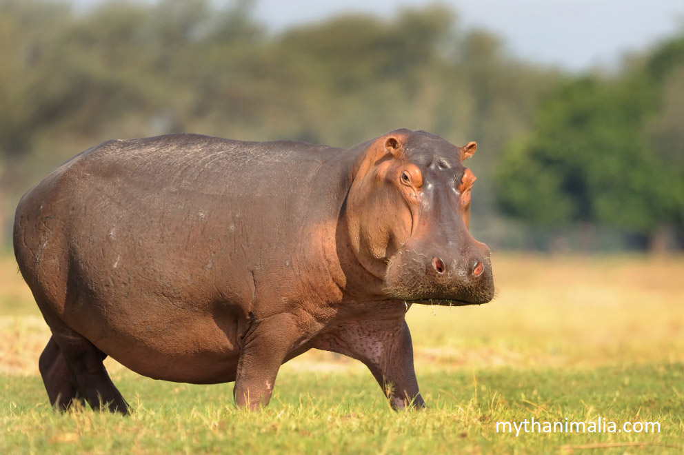 Hippo Lazy Wildlife