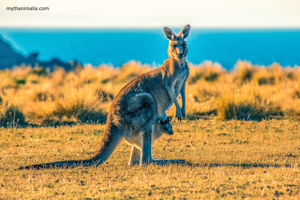 Kangaroo Lazy Wildlife