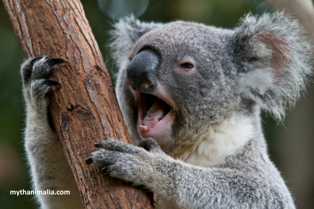 Koala-Lazy Wildlife