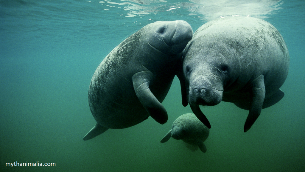 Manatee. Lazy Wildlife