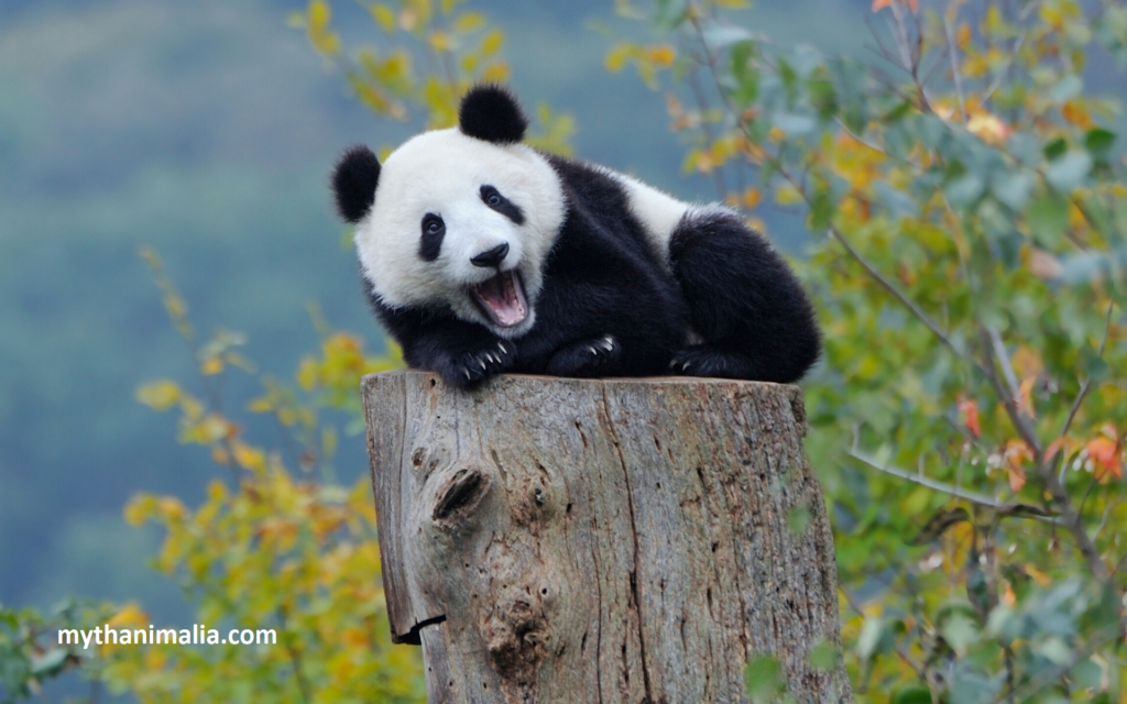 Panda "Lazy Wildlife"