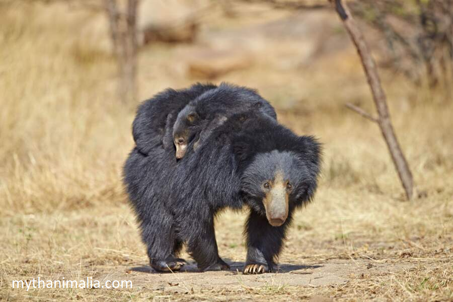 Sloth Bear. Lazy Wildlife