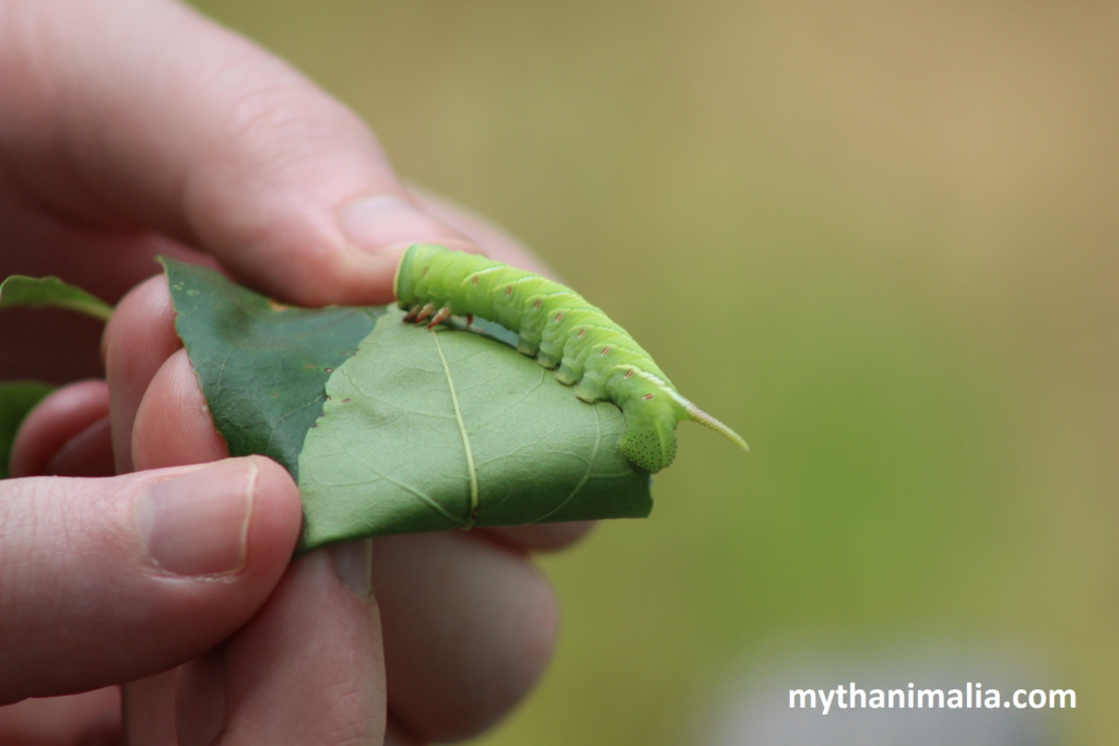 Sphinx Moth Caterpillar Lazy Wildlife.