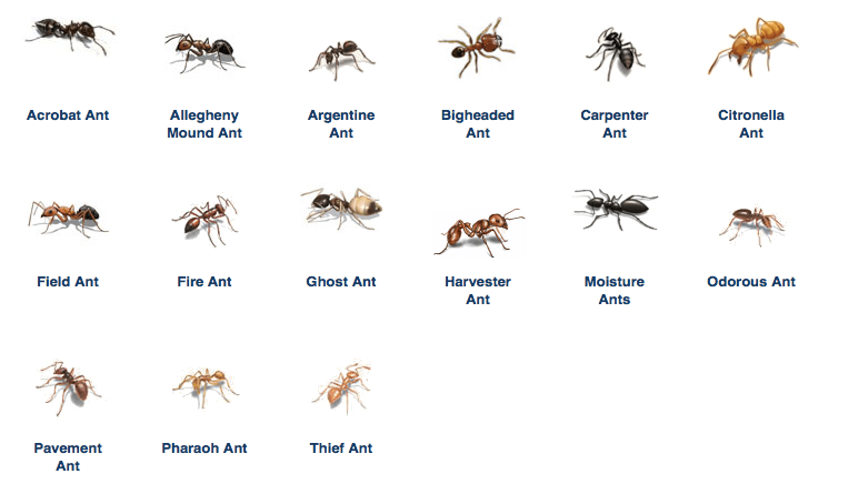 Ant & How Many Species of Ant