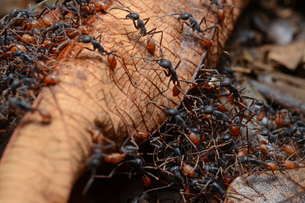 Army Ants (Subfamily Dorylinae)