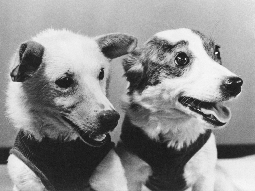 Belka and Strelka, Wildlife Animal in Space.