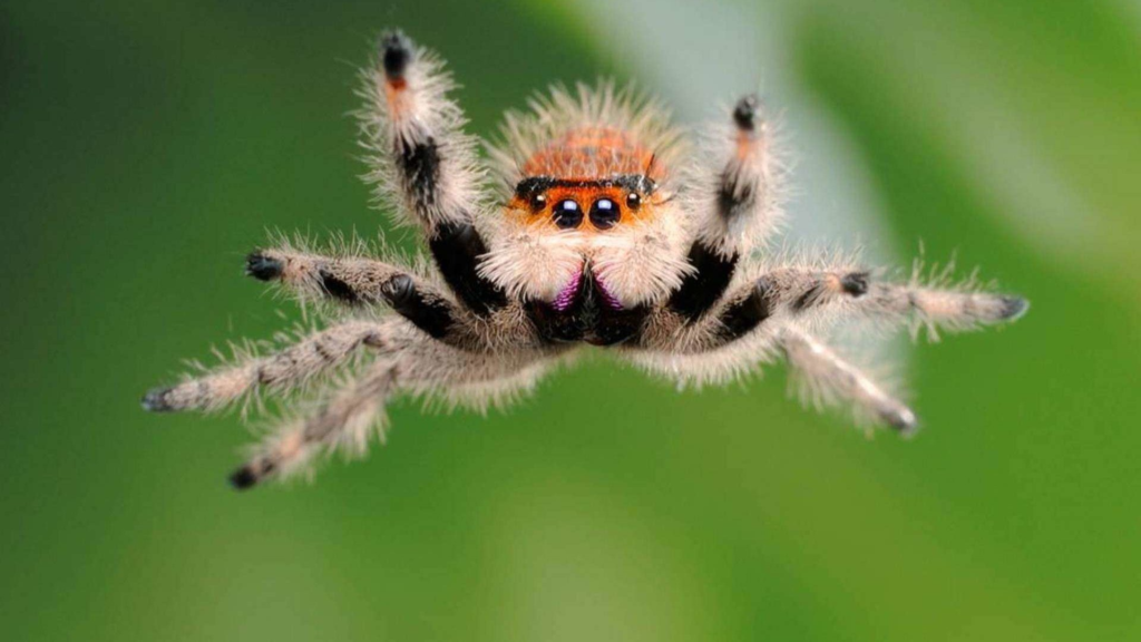 Jumping Spiders