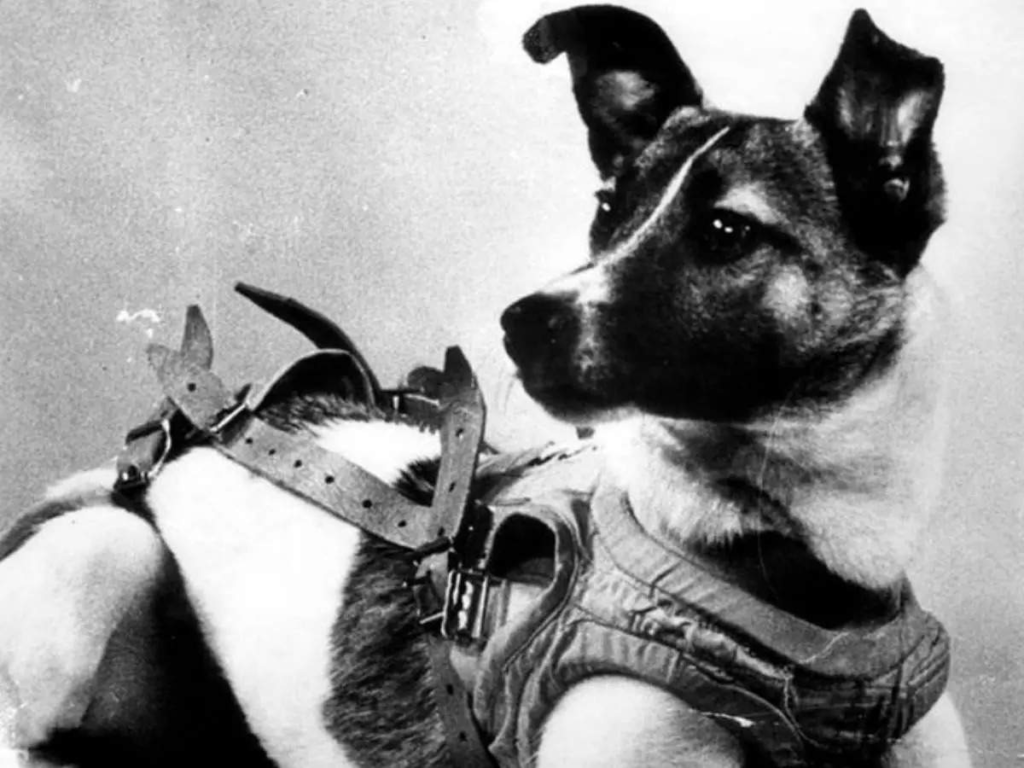 Laika, Wildlife Animal in Space.