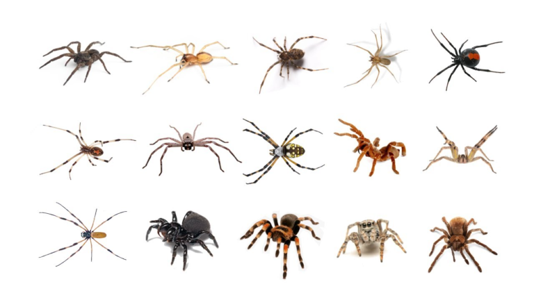 Spiders & How many species of spider, over 51,673 species of spiders. Spiders have two main body parts, the cephalothorax and the abdomen.