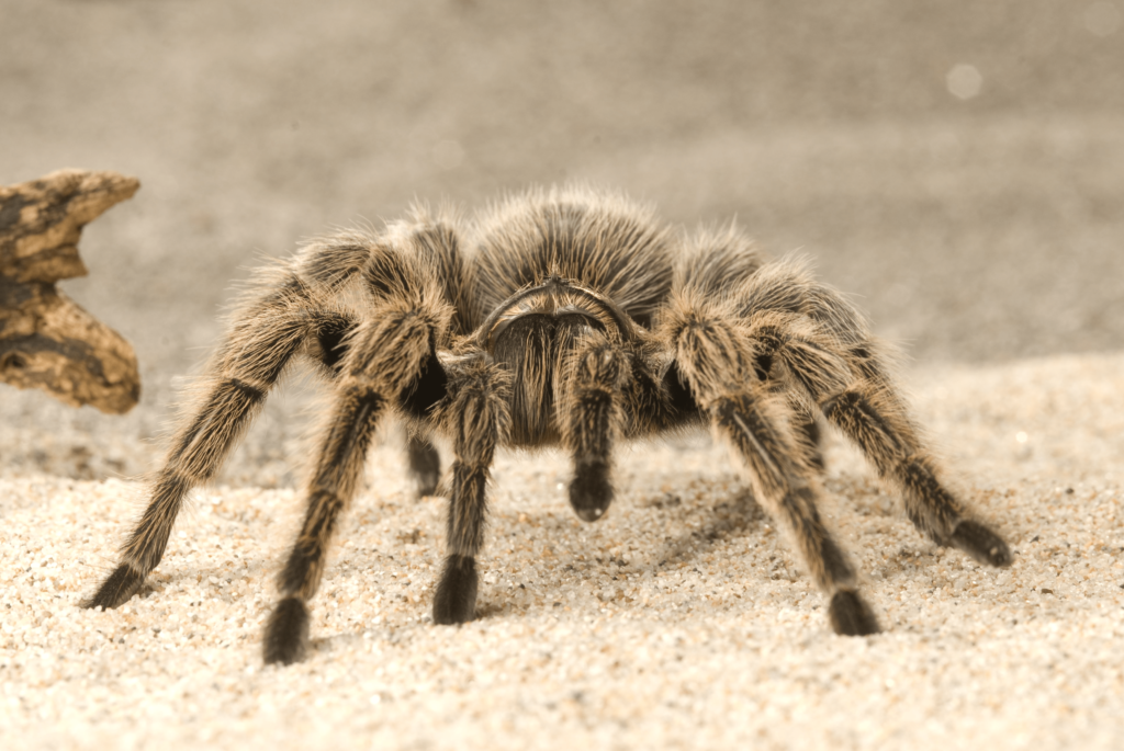 Tarantulas Spider