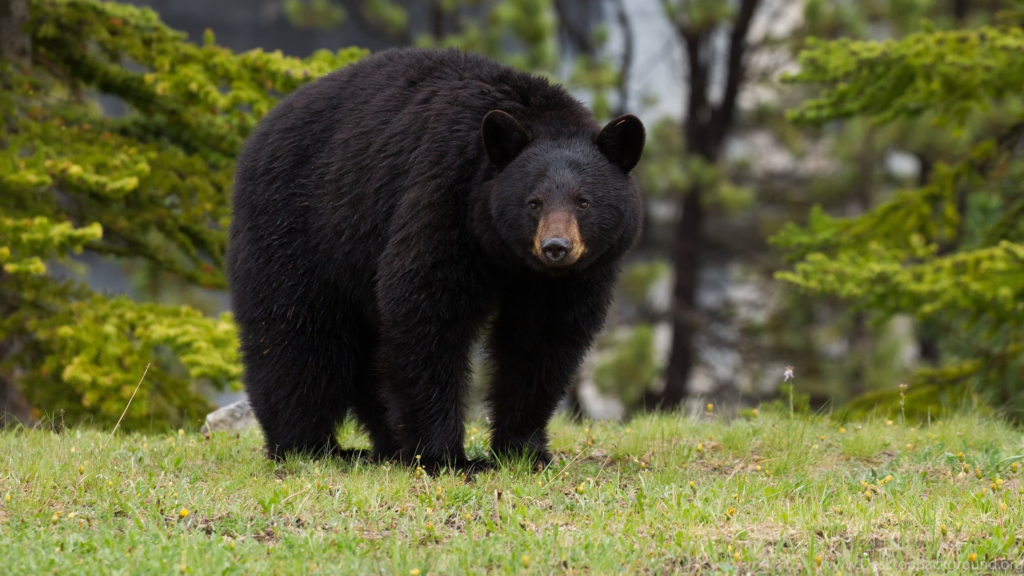 American Black Bear (Ursus americanus)