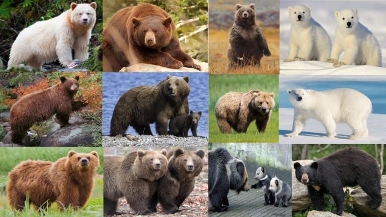 Discover what bear sanctuaries are and what to expect when visiting. Bear Species & How Many Species of Bear.