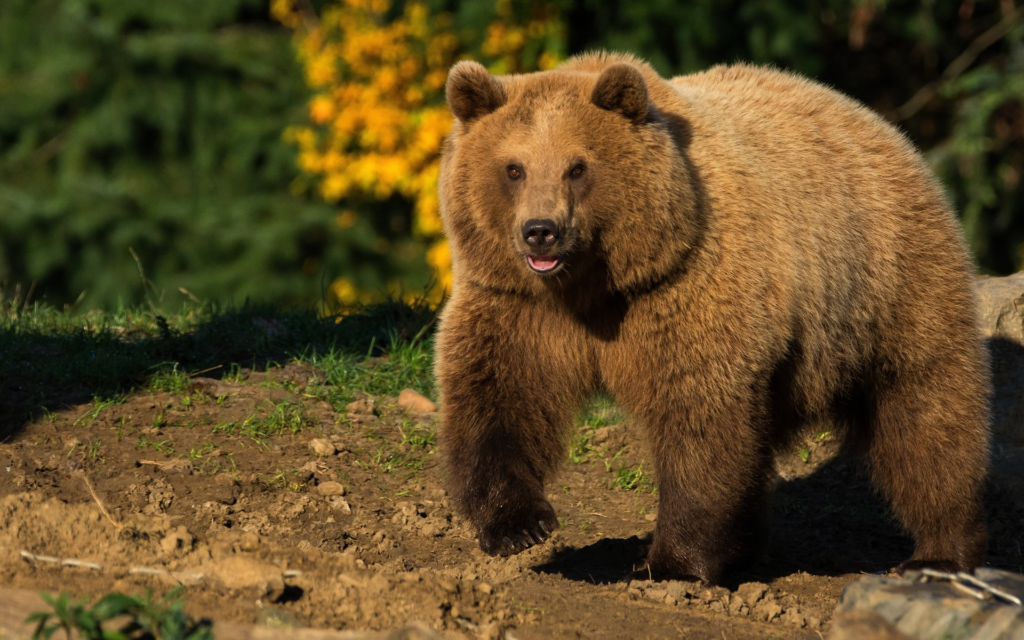 Brown Bear (Ursus arctos)