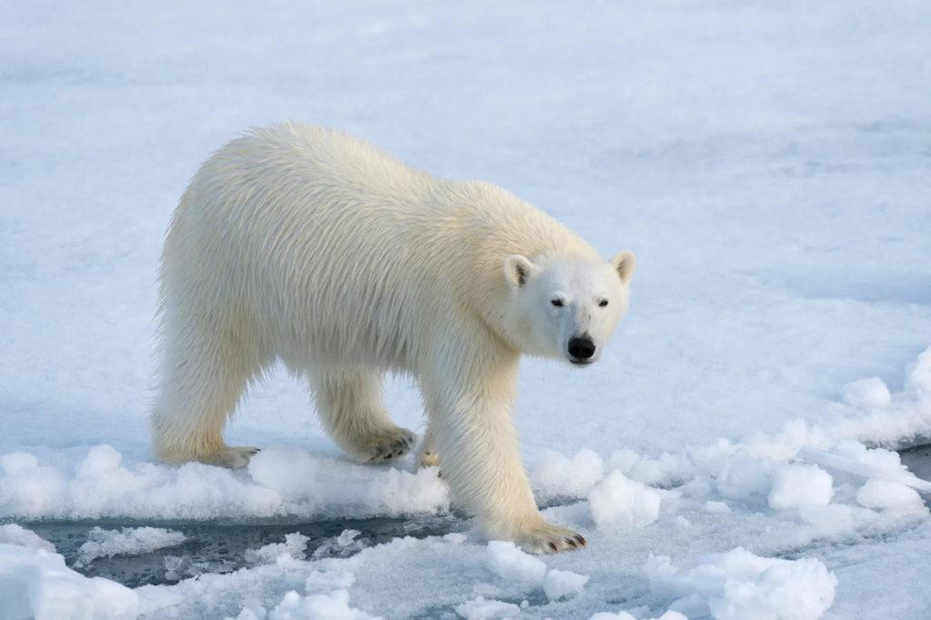 Polar Bear (Ursus maritimus)